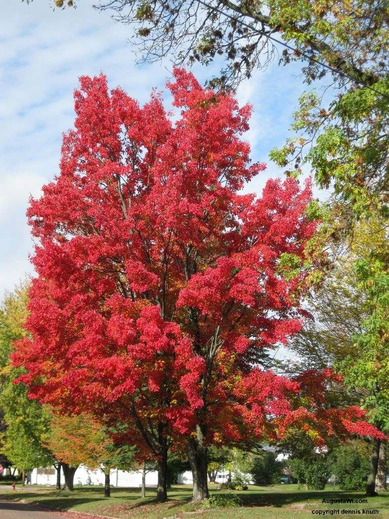 Augusta Wisconsin Autumn Blazing Red Maple on Perkins Street